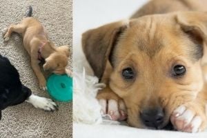 Tyrus Sturgis couldn't resist Lola's puppy eyes. (Photo courtesy of Tyrus Sturgis.)