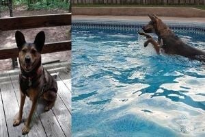 Brenda Smotherman's dog loves the outdoors. (Photos by Ray Smotherman.)