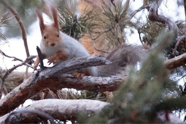 While walking this morning, Mike DuBose and I set off in search of the elusive red squirrel. We tracked it through the trees, stomping on the crunchy snow as we followed the sound of its scratching claws, and eventually Mike was able to capture this image. It pays to travel with an award winning photographer!